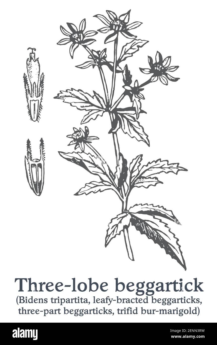 Three-lobe beggartick. Vector hand drawn plant. Vintage medicinal plant sketch. Stock Vector