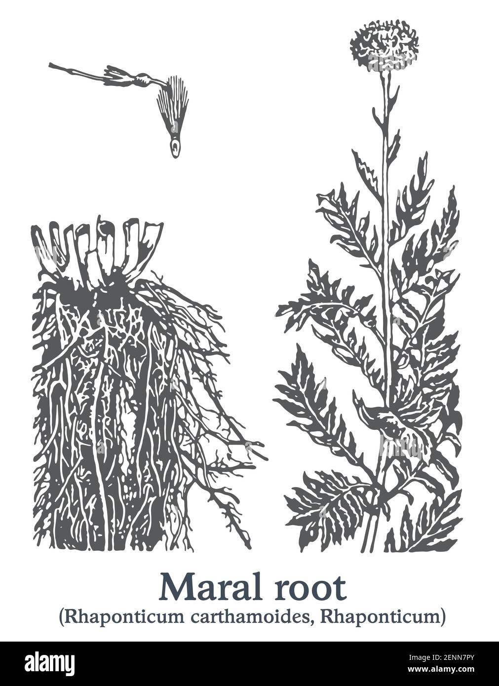 Maral root. Vector hand drawn plant. Vintage medicinal plant sketch. Stock Vector