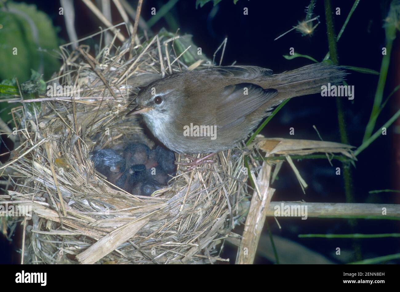 Cetti's Warbler, Cettia cetti. Adult at nest with chicks Stock Photo