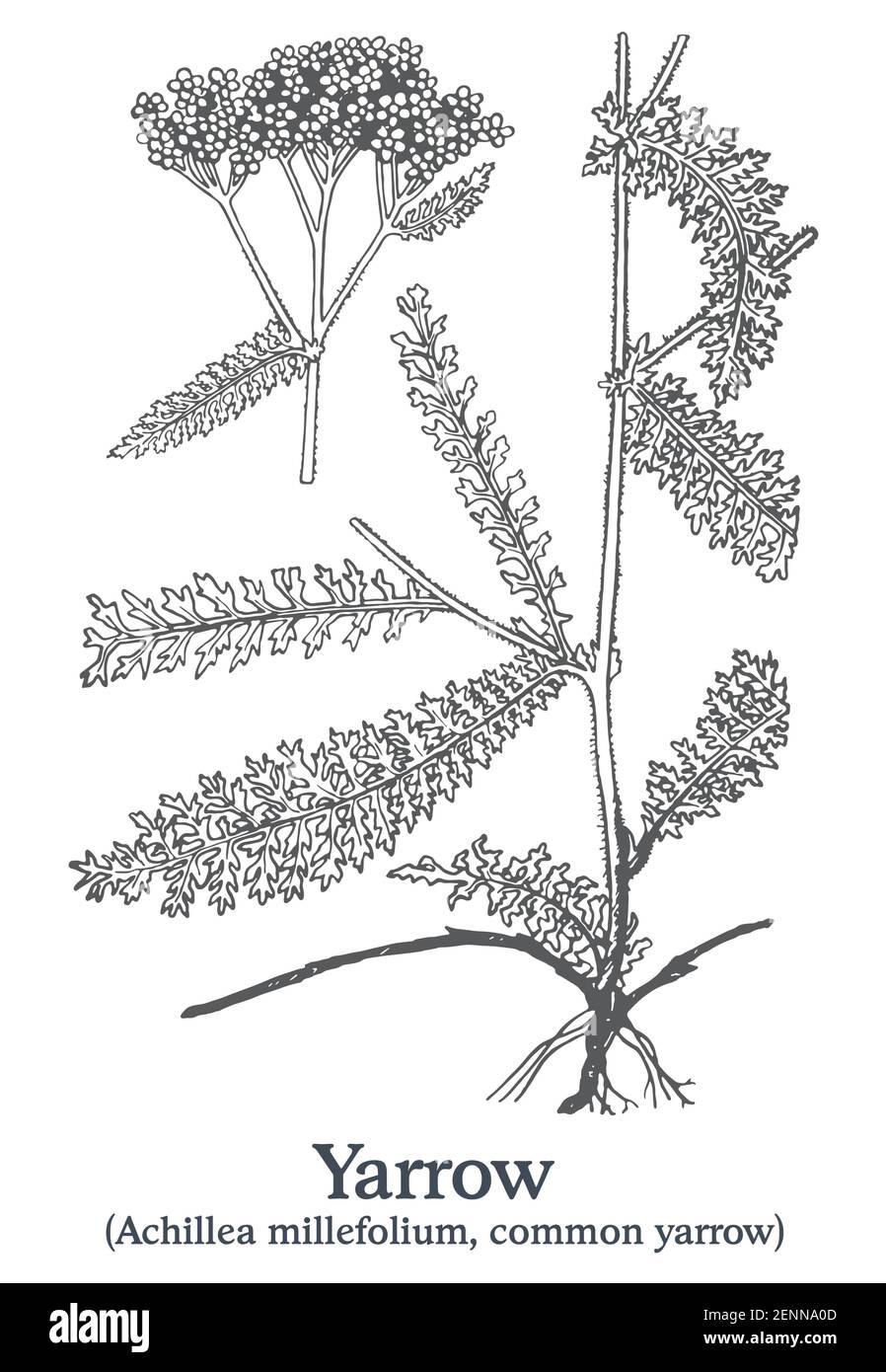 Yarrow. Vector hand drawn plant. Vintage medicinal plant sketch. Stock Vector