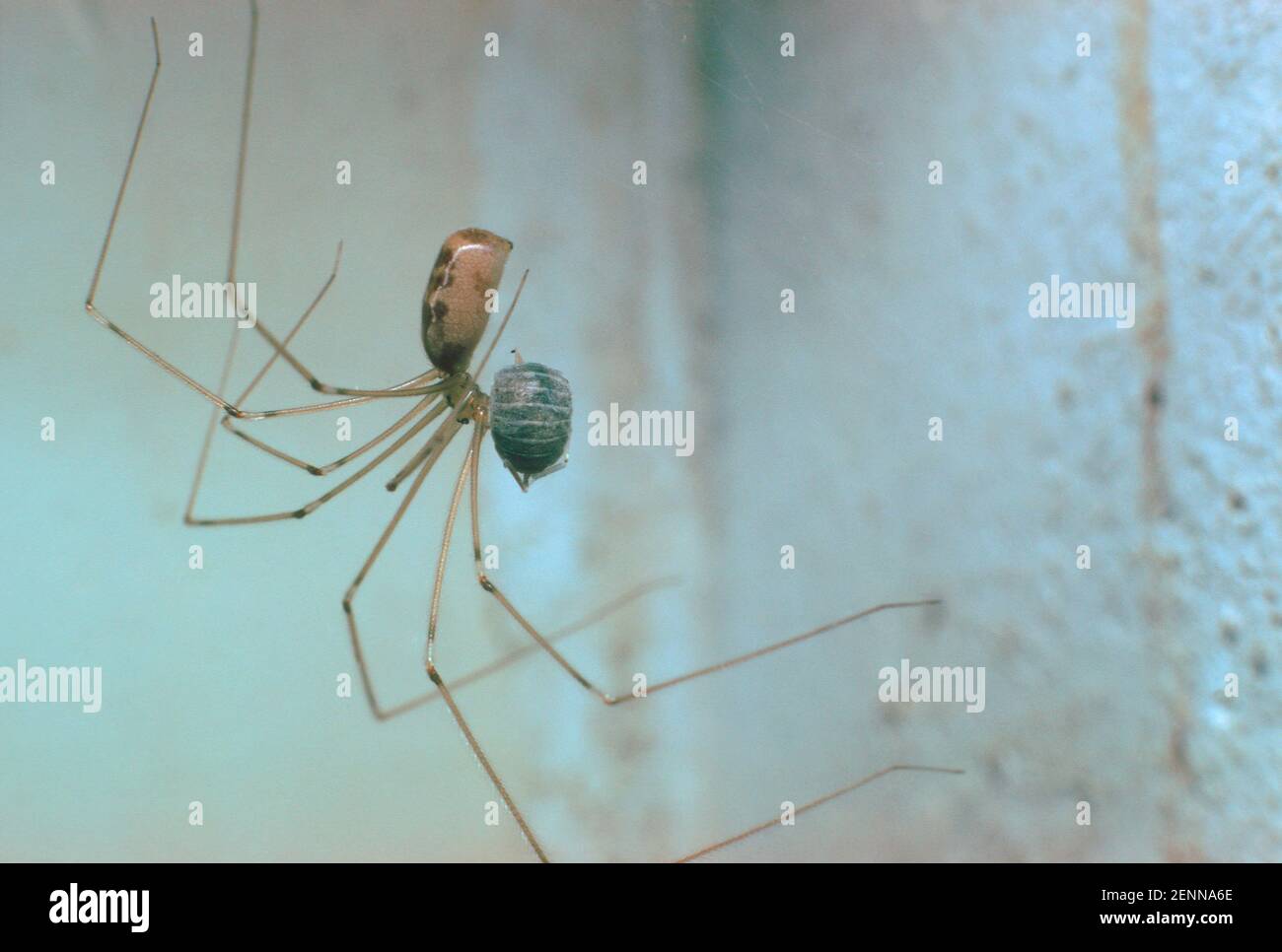 Daddy long legs Spider, Pholcus phalangioides. Eating a prey Stock Photo