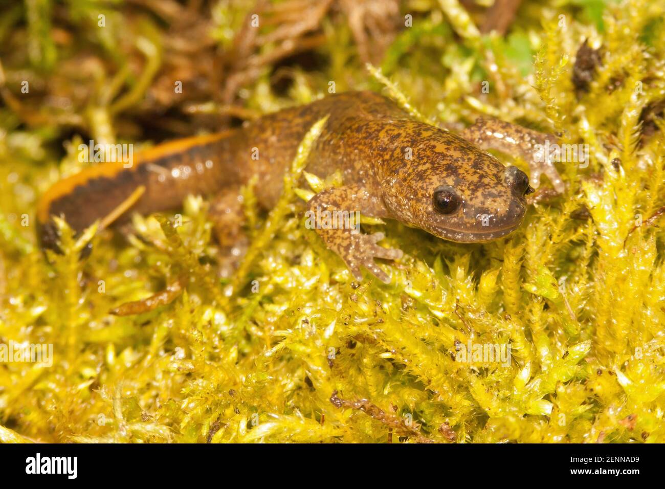 Close up of the Tsushima salamander , Hynobius tsuensis enemdic to Japan, on green moss Stock Photo