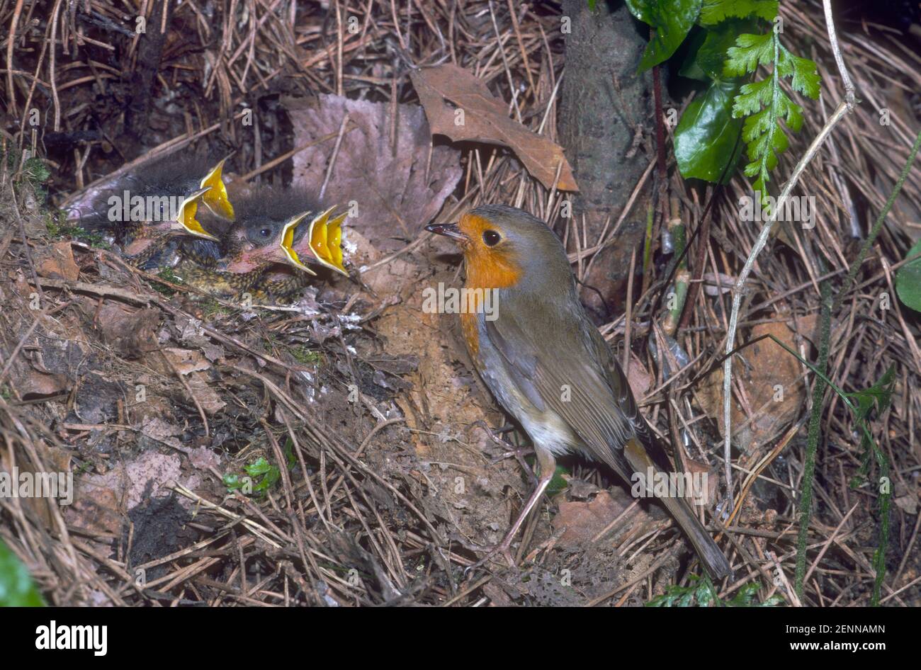 European Robin, Erithacus rubecula. Adult at nest with five chicks demanding Stock Photo