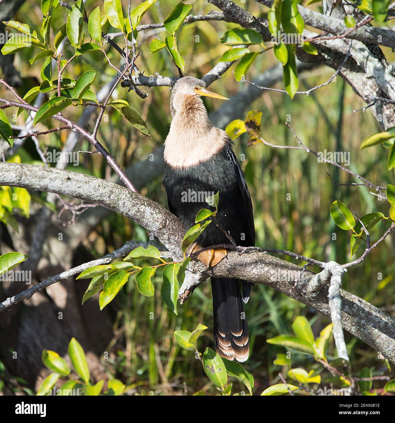 Anhinga Stock Photo