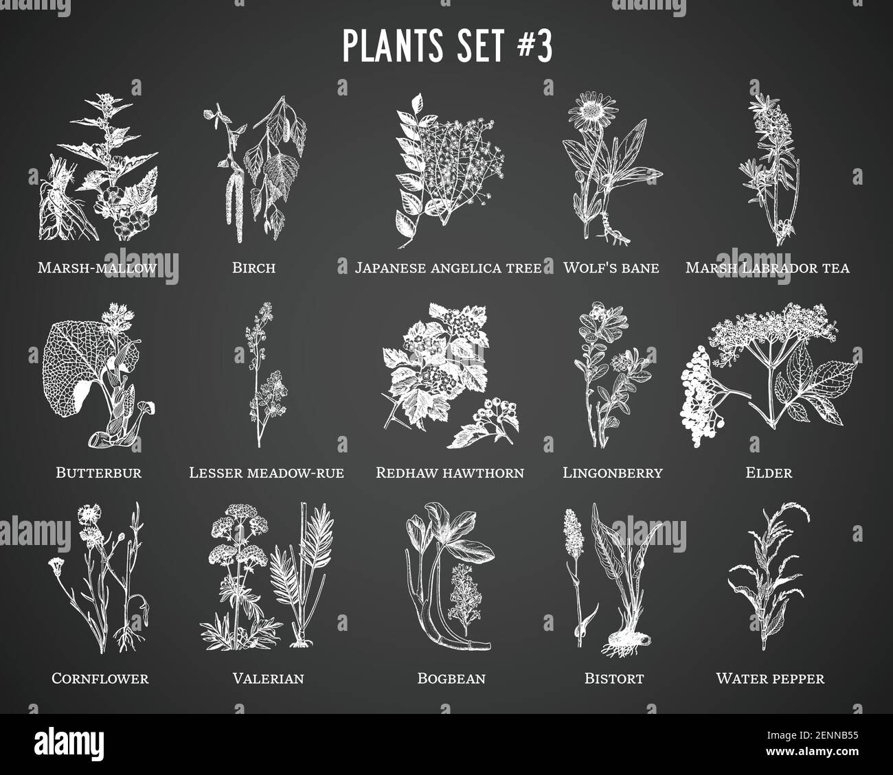 Vector hand drawn plants set on black background Stock Vector