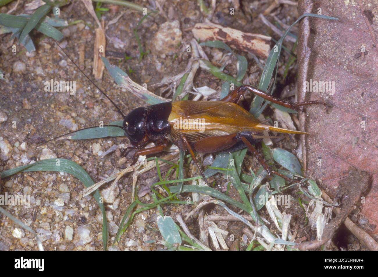 Field Cricket, Gryllus bimaculatus. On ground Stock Photo