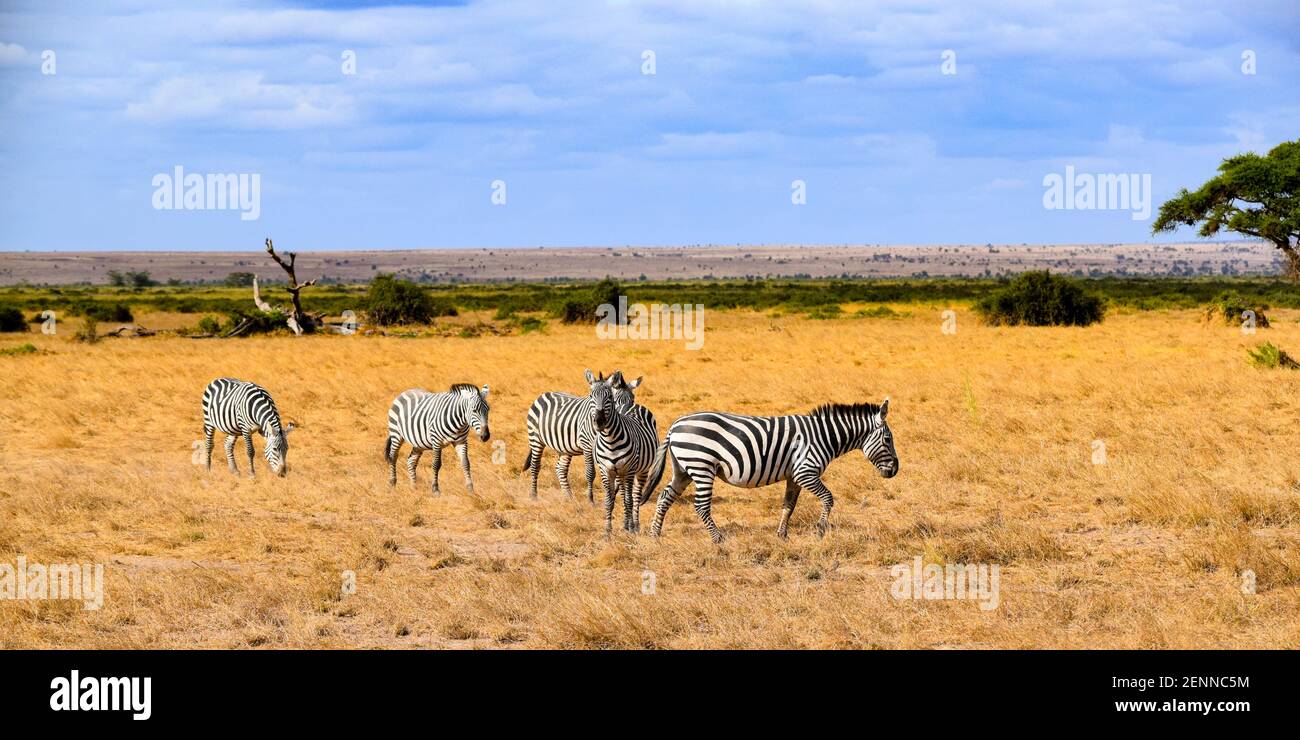 Animaux sauvages afrique hi-res stock photography and images - Alamy