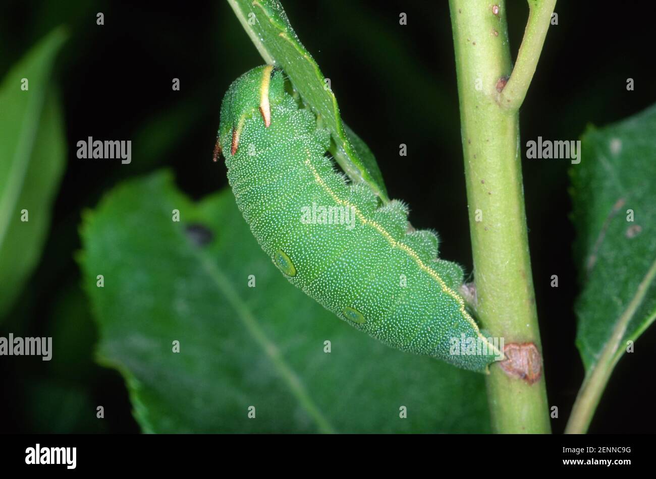 Two-tailed Pasha Butterfly, Charaxes jasius. Larva on leaf Stock Photo