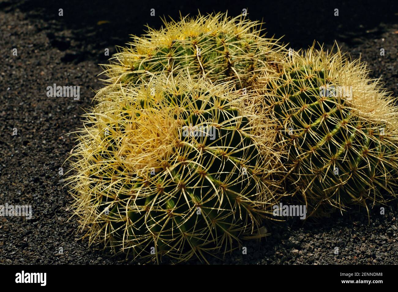three golden ball cactus on Lanzarote, close up color photo Stock Photo