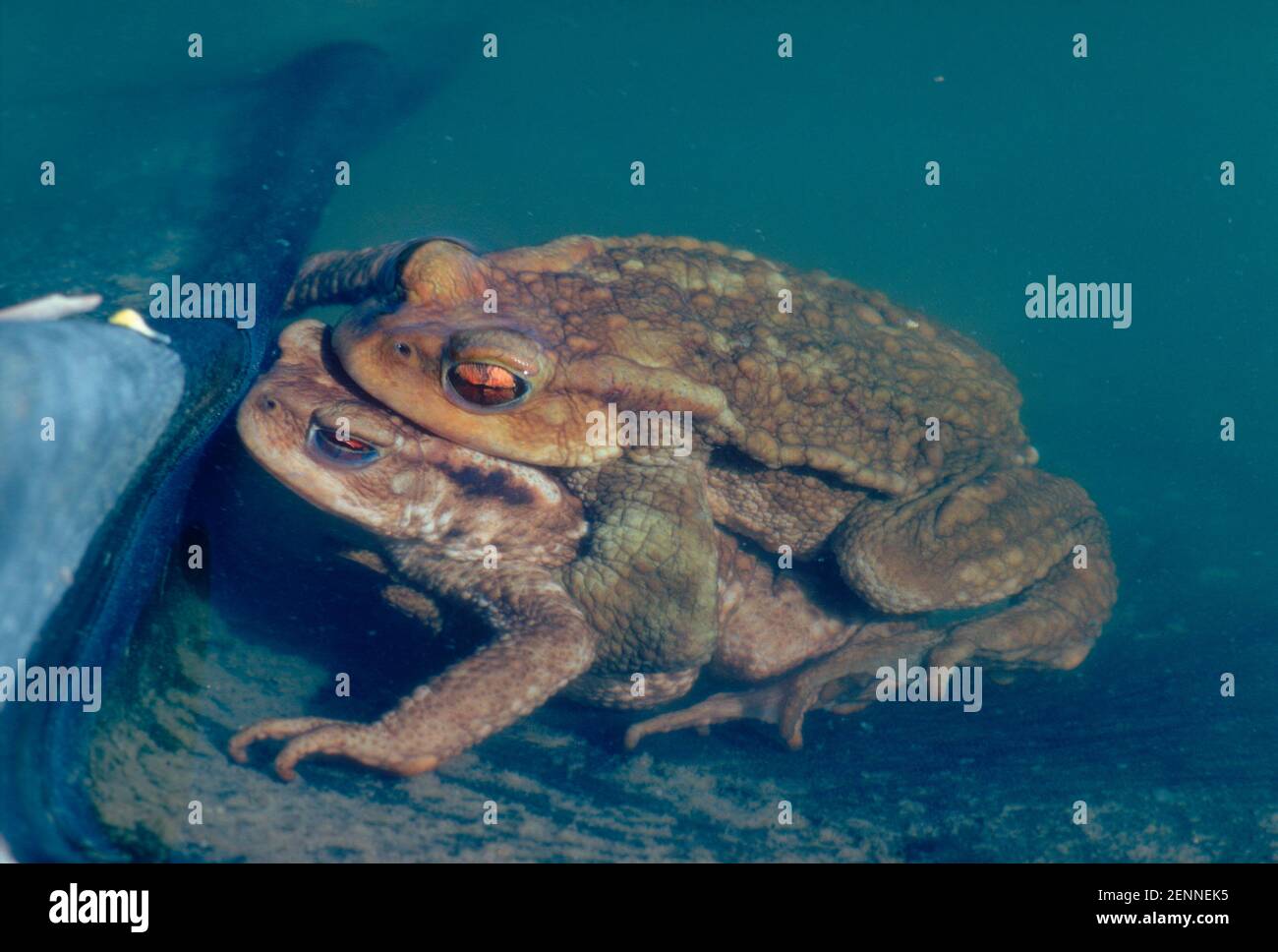 Common Toad, Bufo bufo. Couple on amplexus Stock Photo