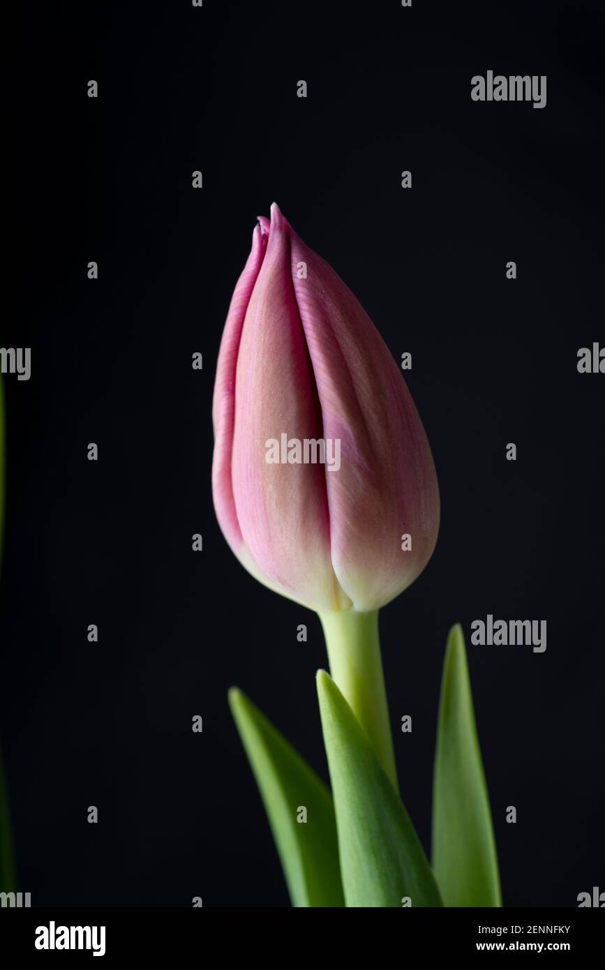 Three pink tulips isolated over black background. Stock Photo