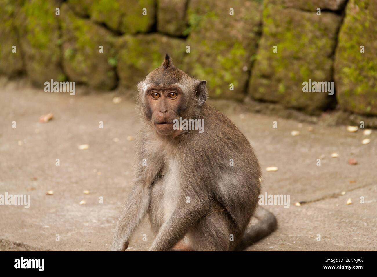 A young long-tailed macaque (macaca fascicularis) with big eyes looking at the camera Stock Photo
