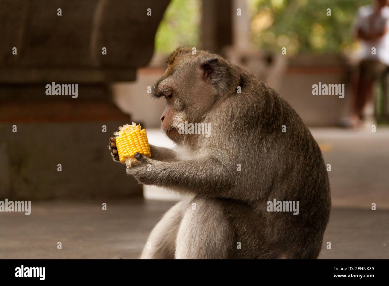Macaca fascicularis monkey eating corn at Ubud Monkey Forest in Bali Stock Photo