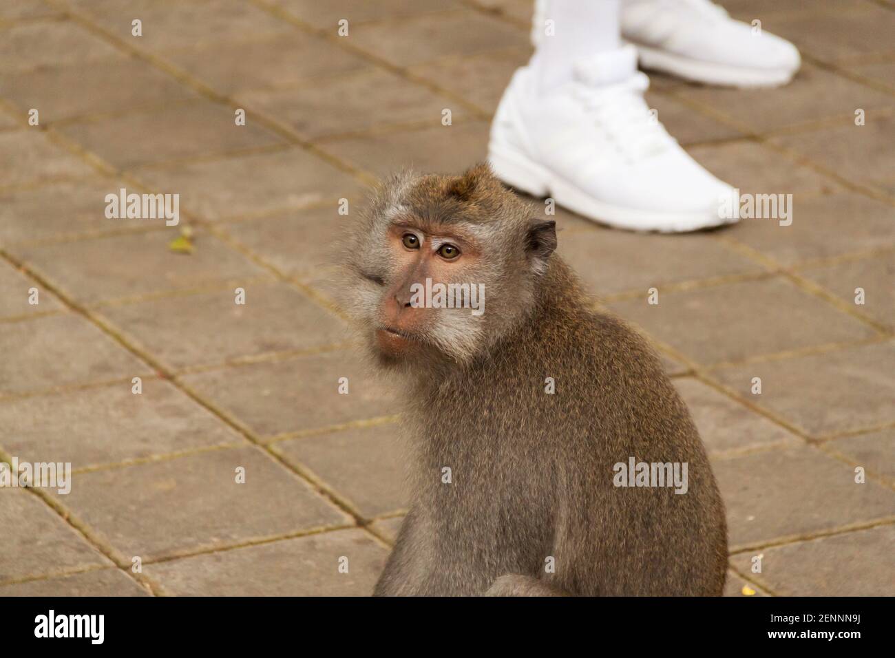 A long-tailed macaque (macaca fascicularis) and a pair of white shoes of a tourist in the background at Sacred Monkey Forest, Bali Stock Photo