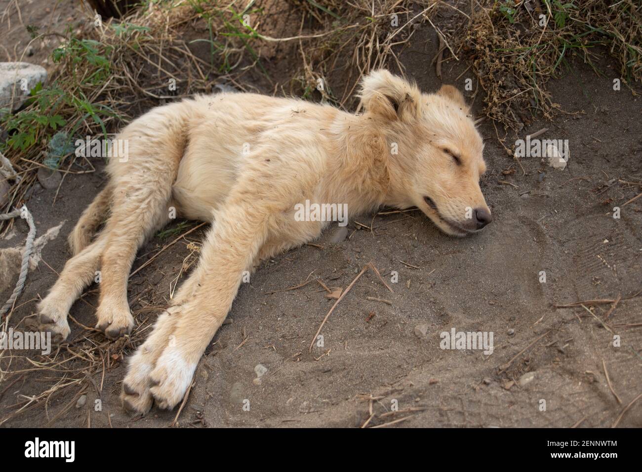 Cute little dog slipping Stock Photo - Alamy