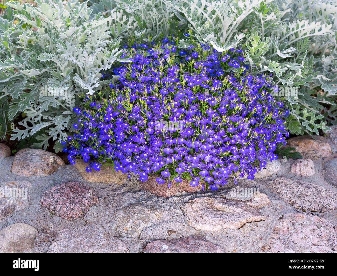 Decorated flowerbed with stones and bushes as a decorative elements. Landscape design. Stone landscaping in home garden. Stock Photo