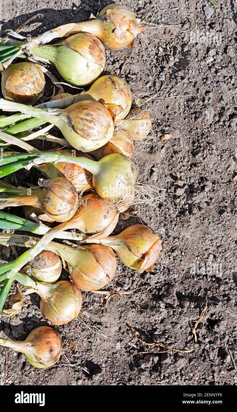 Onion harvest on the field. Ripe onion. A row of freshly cultivated organically grown onions on vegetable garden. Stock Photo