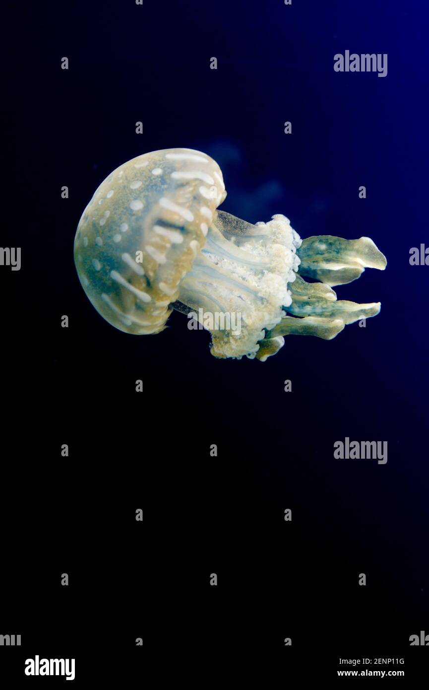 Spotted Jelly (Mastigias papua) jellyfish in Vancouver Aquarium Stock Photo