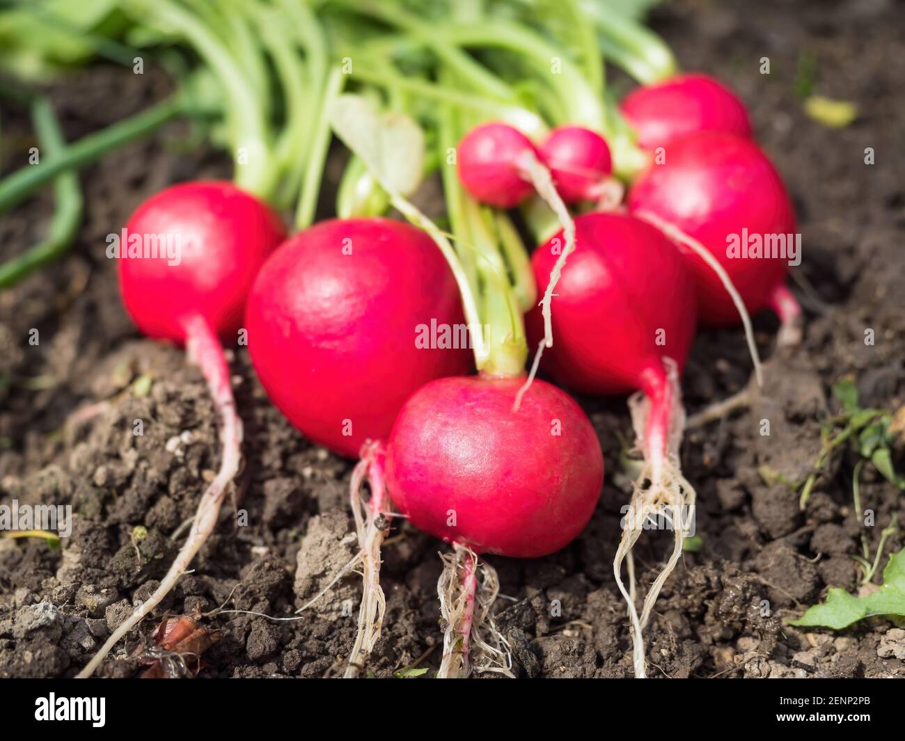 Beeds stock image. Image of nature, healthy, cook, brown - 44477989
