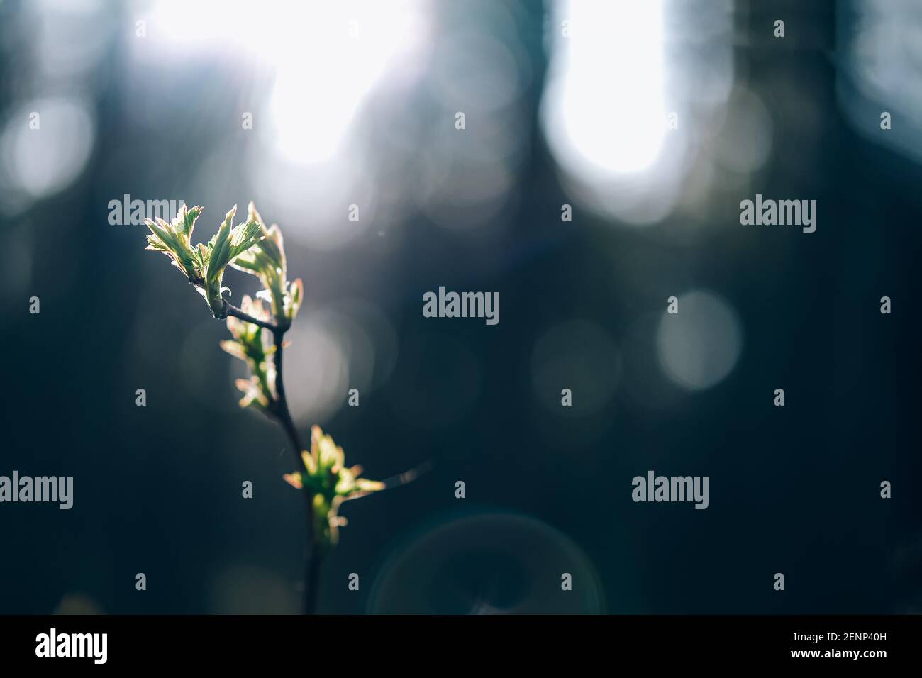 Tree bud opening in spring Stock Photo Alamy