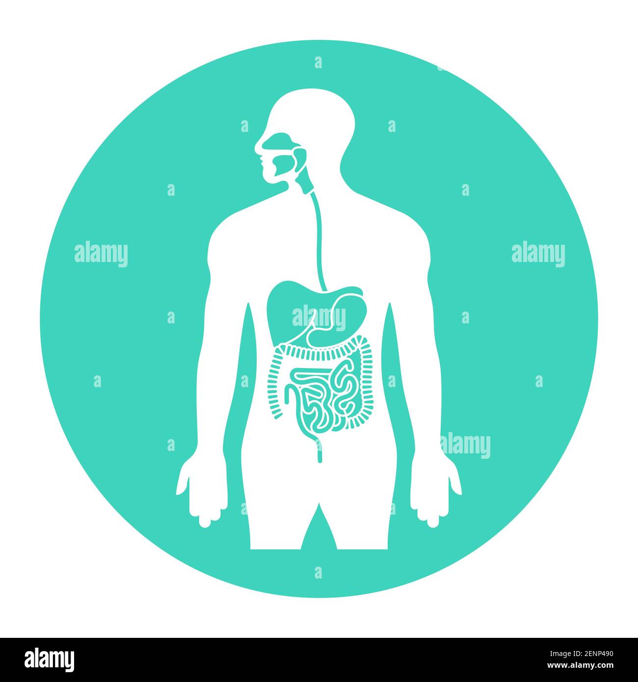 Human alimentary tract or digestive system organs flat vector icon for apps and websites Stock Vector