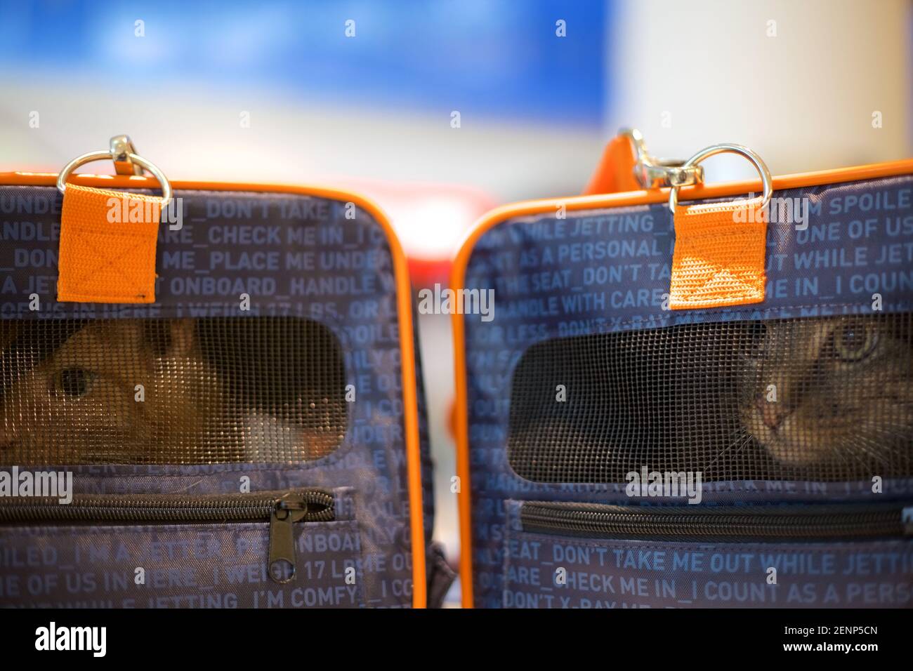 jetblue cat