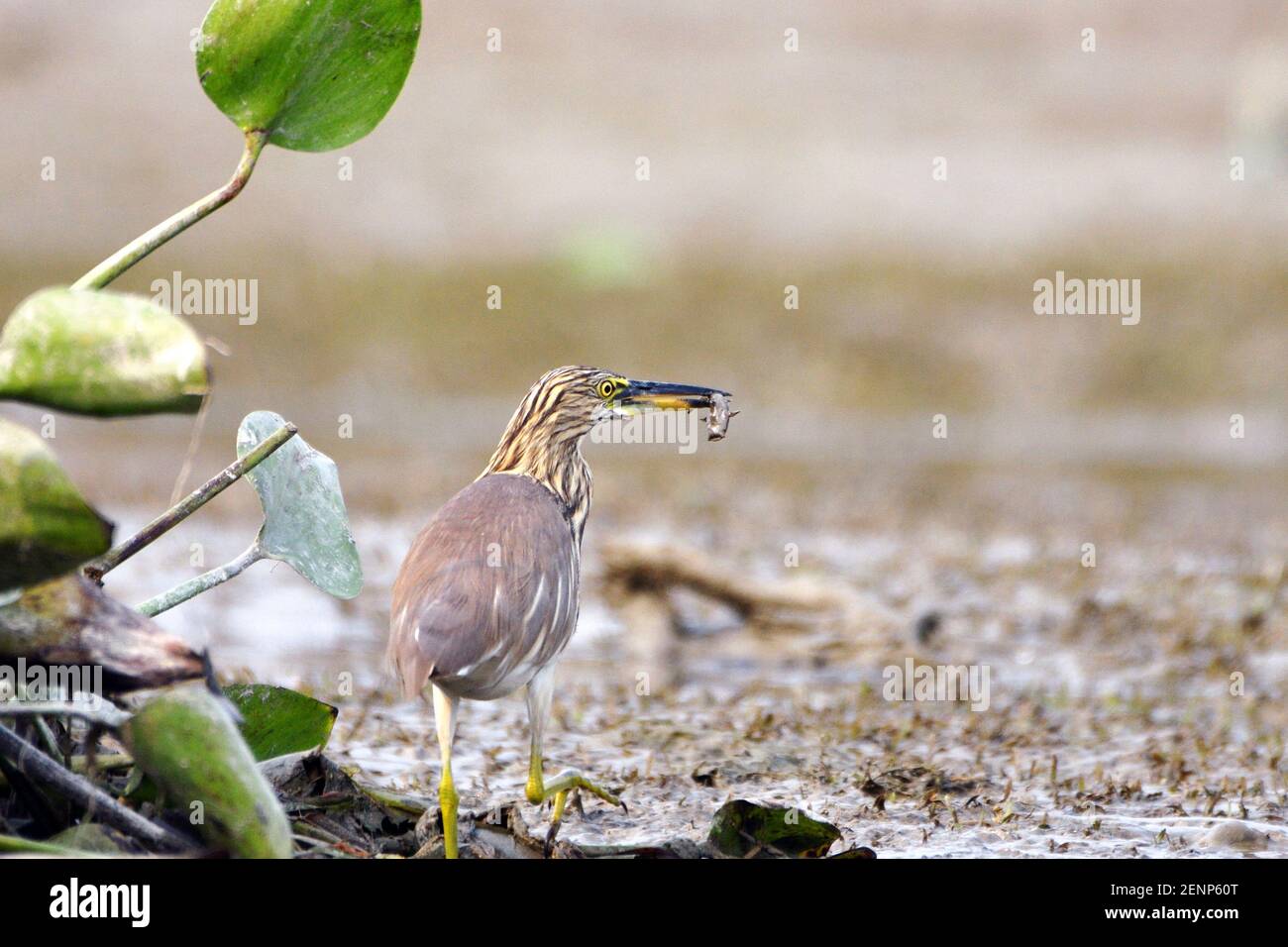 Indian Pond Heron Catches A Small Fish In The Wetland Stock Photo