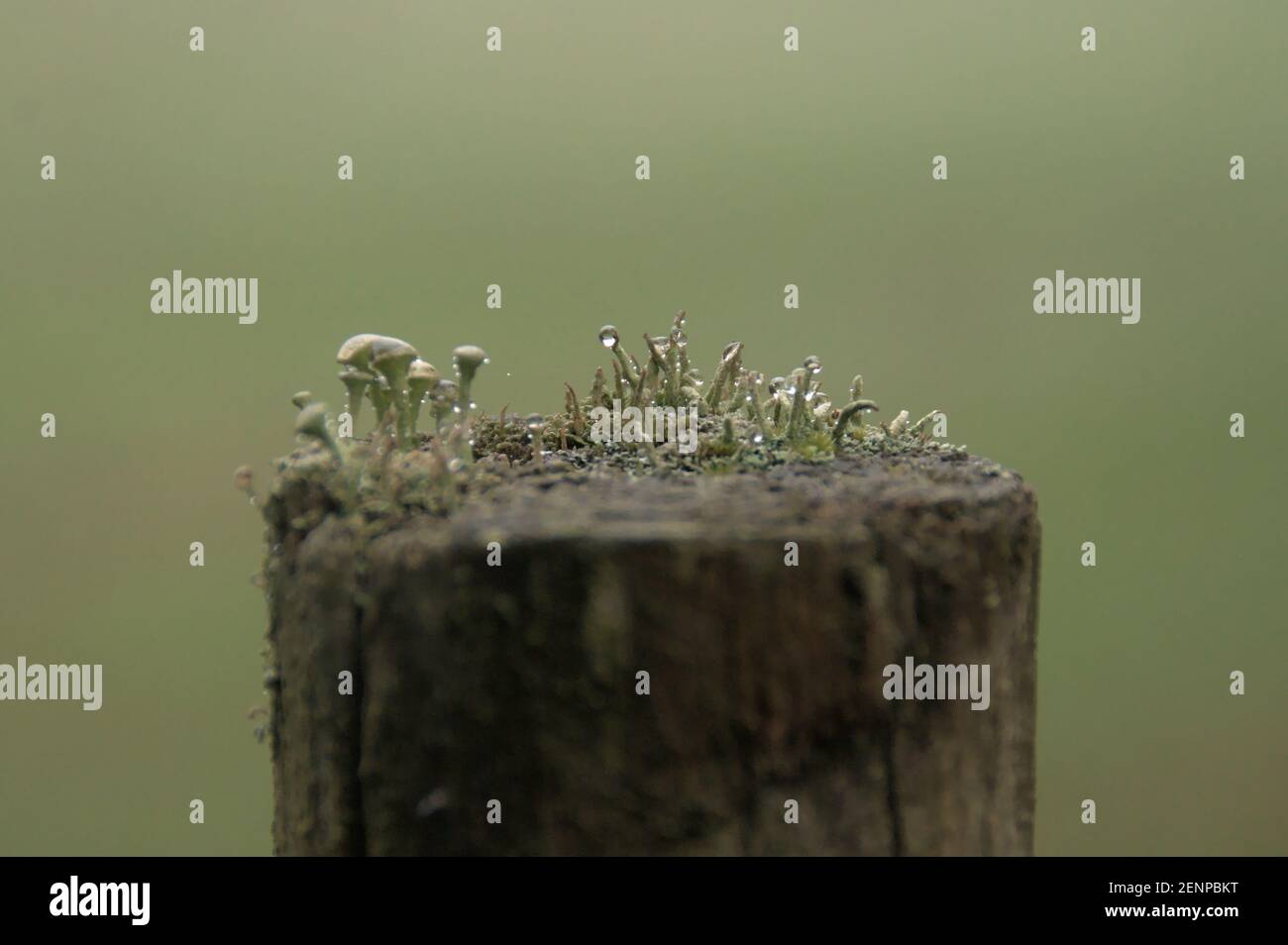 Old fence plants growing hi-res stock photography and images - Alamy