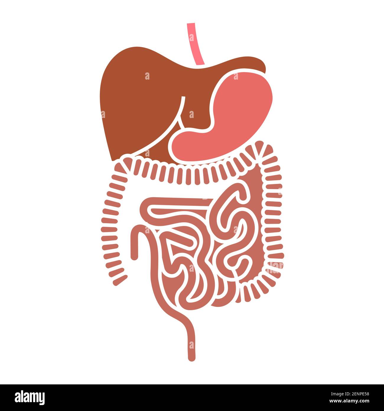 Human digestive system organs flat vector color icon for apps and websites Stock Vector