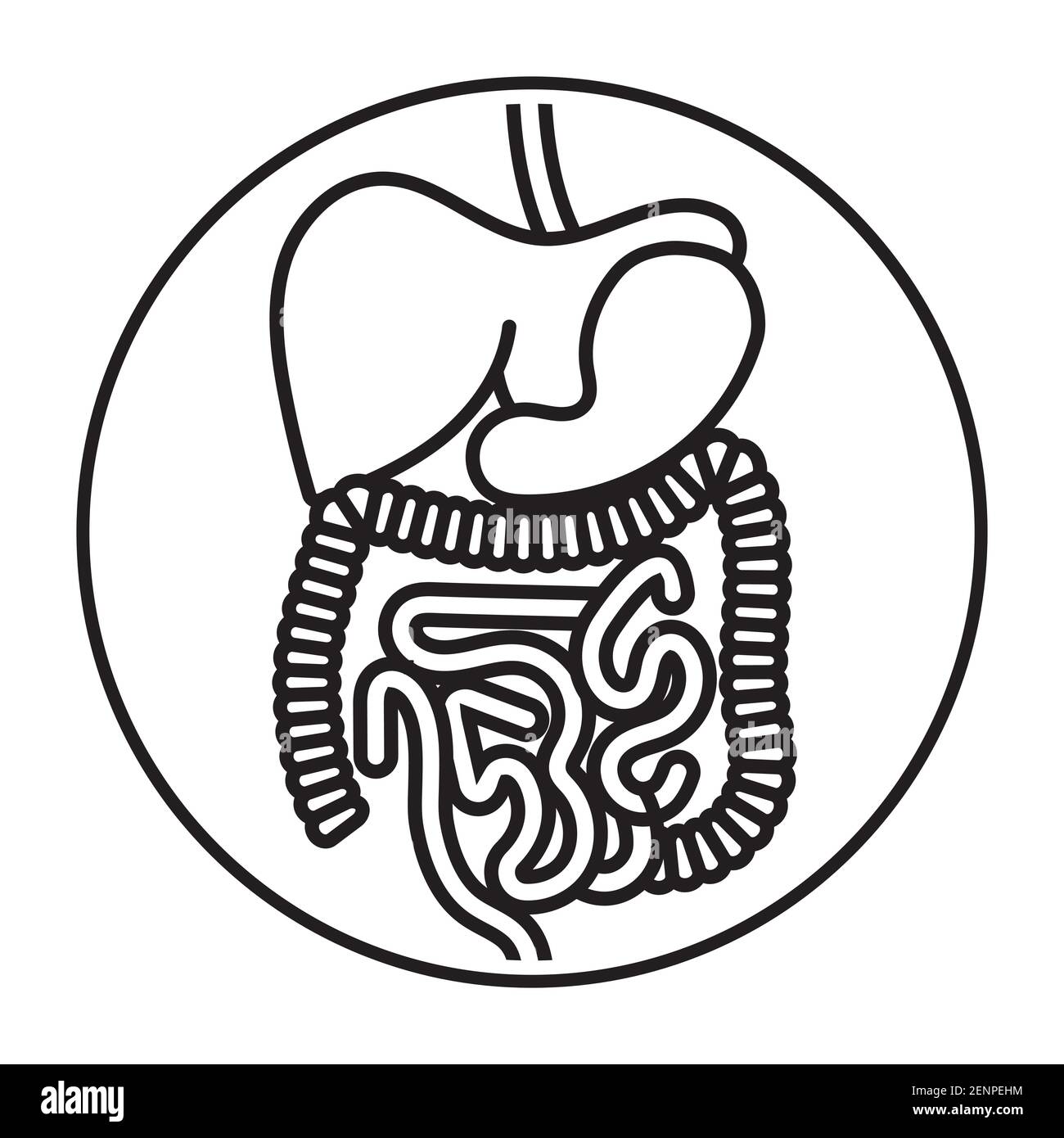 Rounded the human digestive system organs line art vector icon for apps and websites Stock Vector