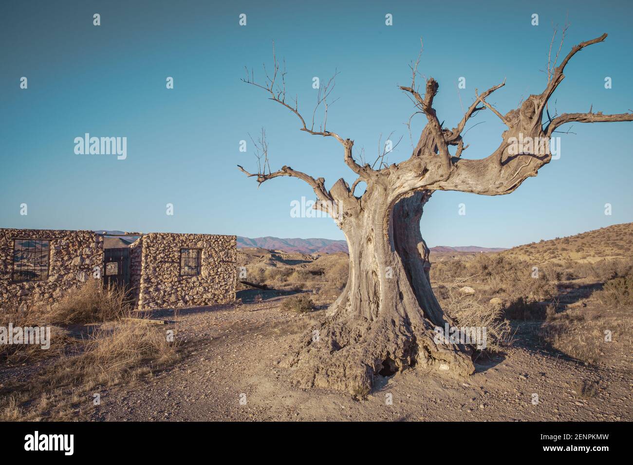 Dead old Olive tree in the film set of the Tabernas Desert Landscape Almeria Spain Stock Photo