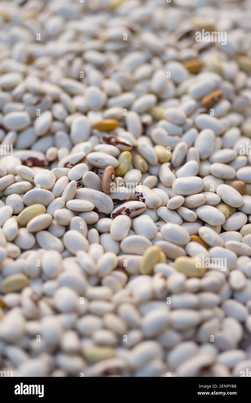 Shelled ripe seeds of kidney bean on heap. Pile of dry raw seeds of haricot (Phaseolus vulgaris) as natural background. Macro close-up. Organic farmin Stock Photo