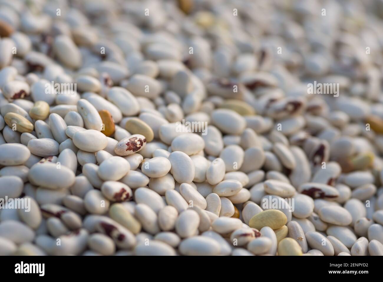 Shelled ripe seeds of kidney bean on heap. Pile of dry raw seeds of haricot (Phaseolus vulgaris) as natural background. Macro close-up. Organic farmin Stock Photo