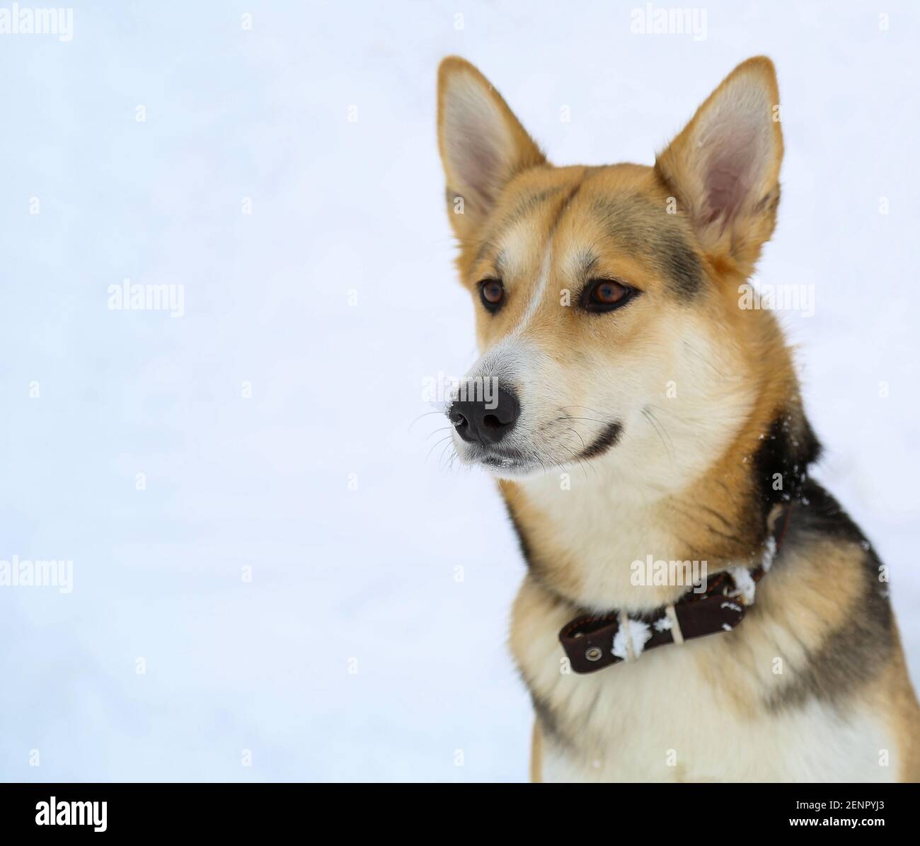 dog muzzle pet stock