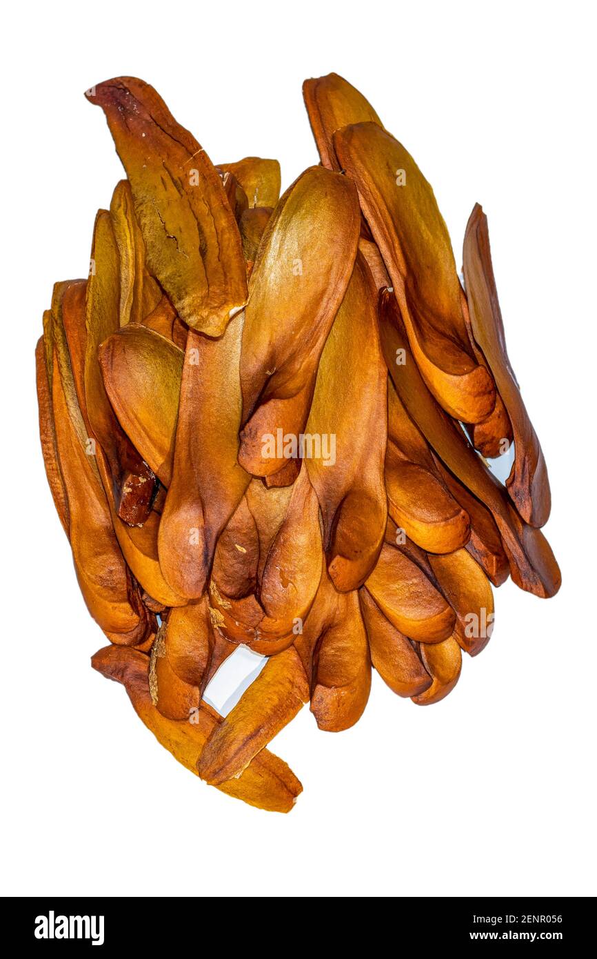 A group of Sapindales called wooden flower and seeds on white background, Meliaceae the mahogany family that is a flowering plant family of mostly tre Stock Photo