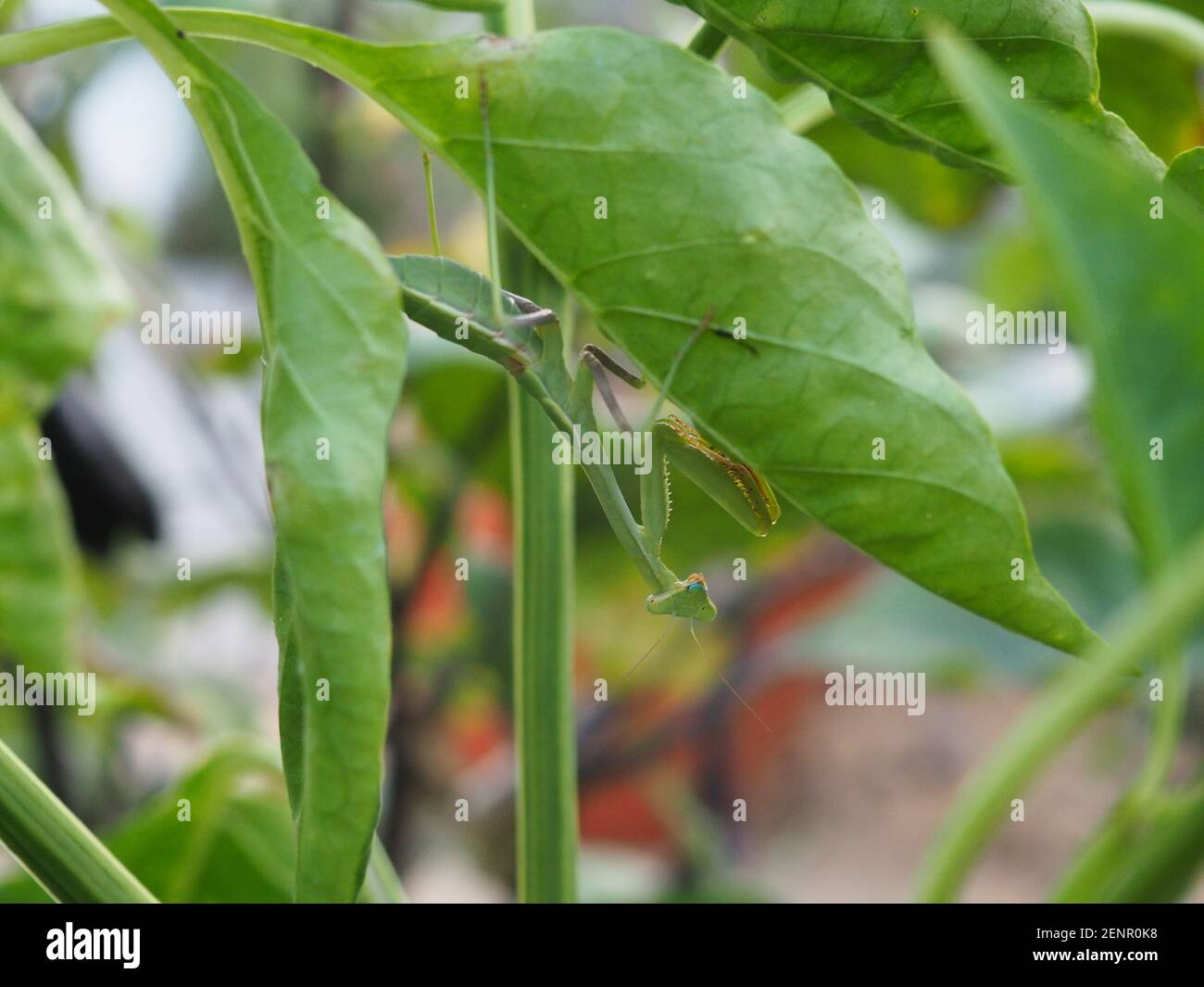 A praying mantis hangs upside down from a leaf Stock Photo Alamy