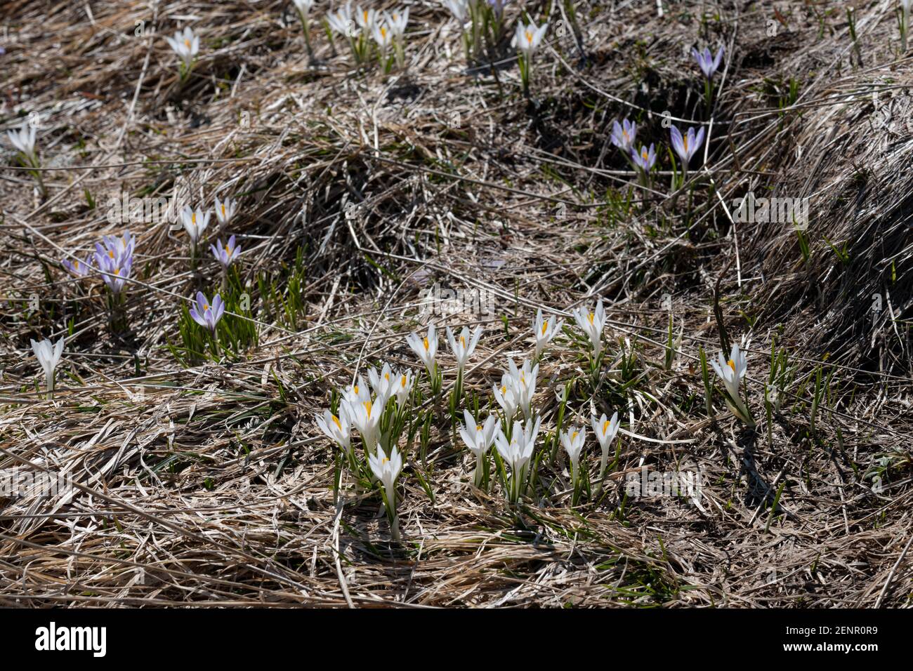 wild white and violet crocus blooming on Loser mountain in springtime, Ausseerland, Salzkammergut, Austria Stock Photo