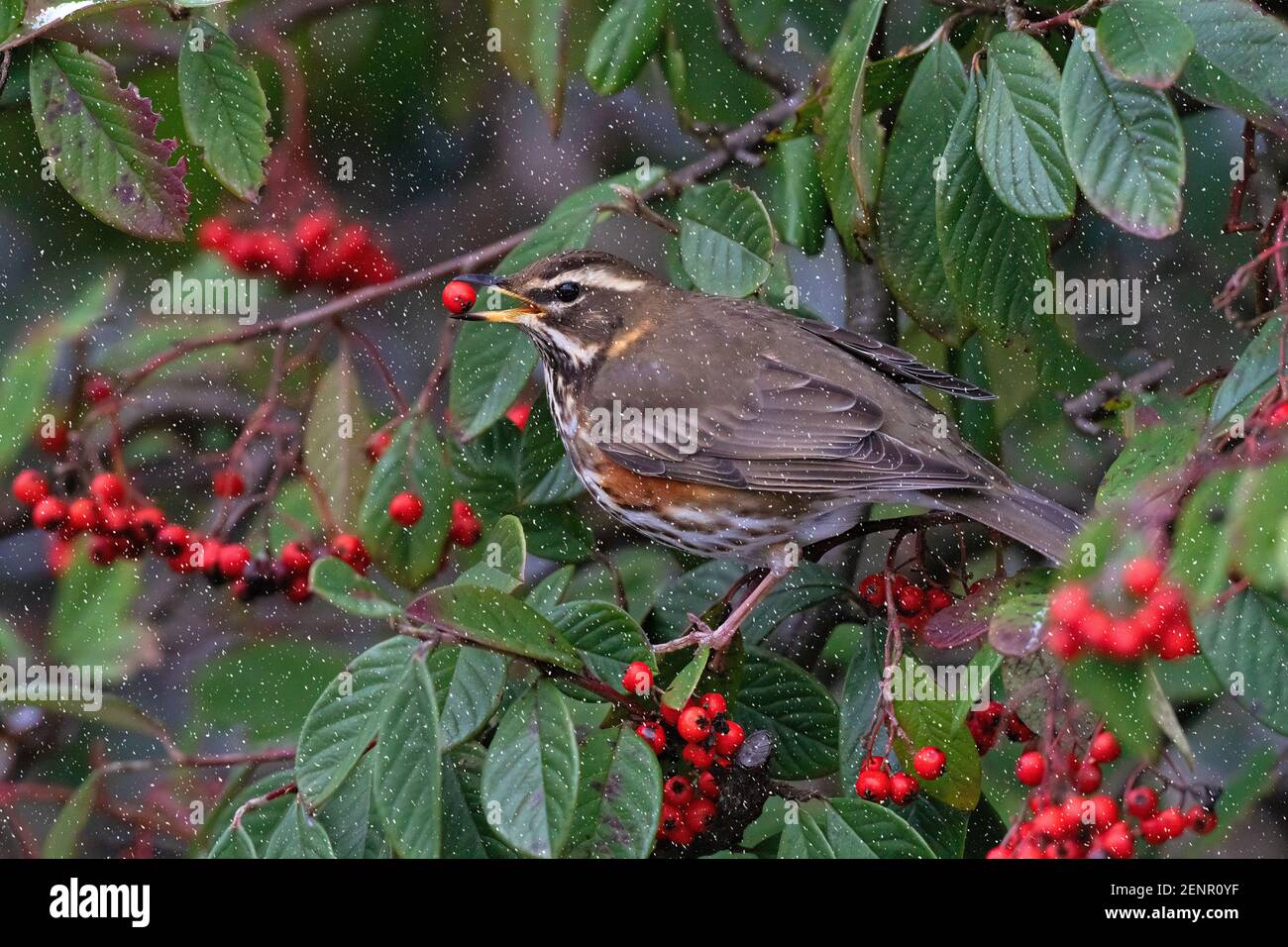 Redwing-Turdus iliacus feeds on Cotoneaster berries in snow. Stock Photo