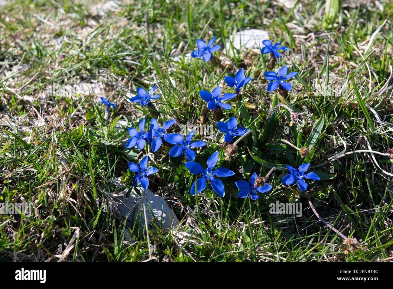 Gentiana verna, spring gentians blooming on a slope on Loser mountain, Ausseerland, Salzkammergut, Austria Stock Photo