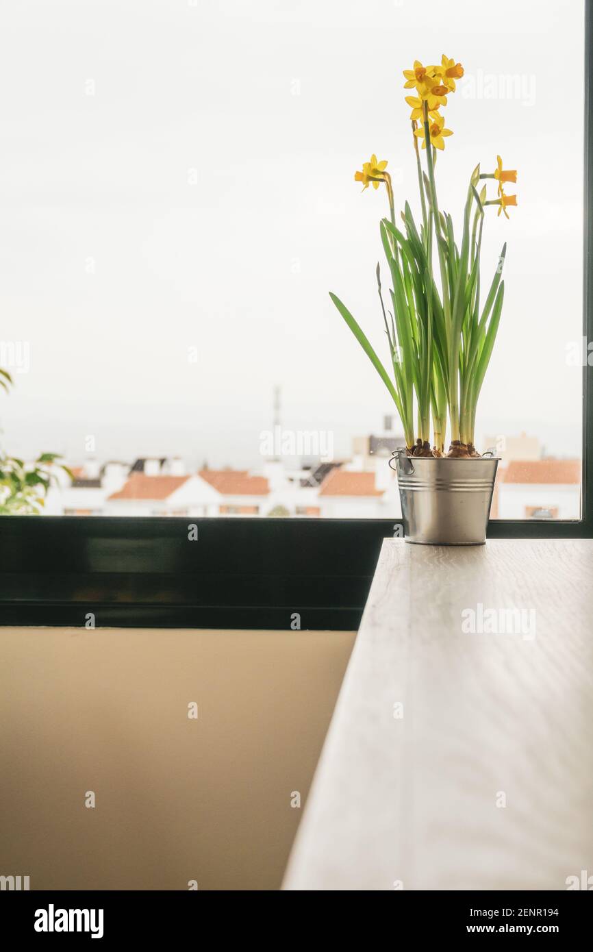 Interior decoration: Yellow daffodils (narcissus duke of rothesay) in an aluminum pot next to a window Stock Photo