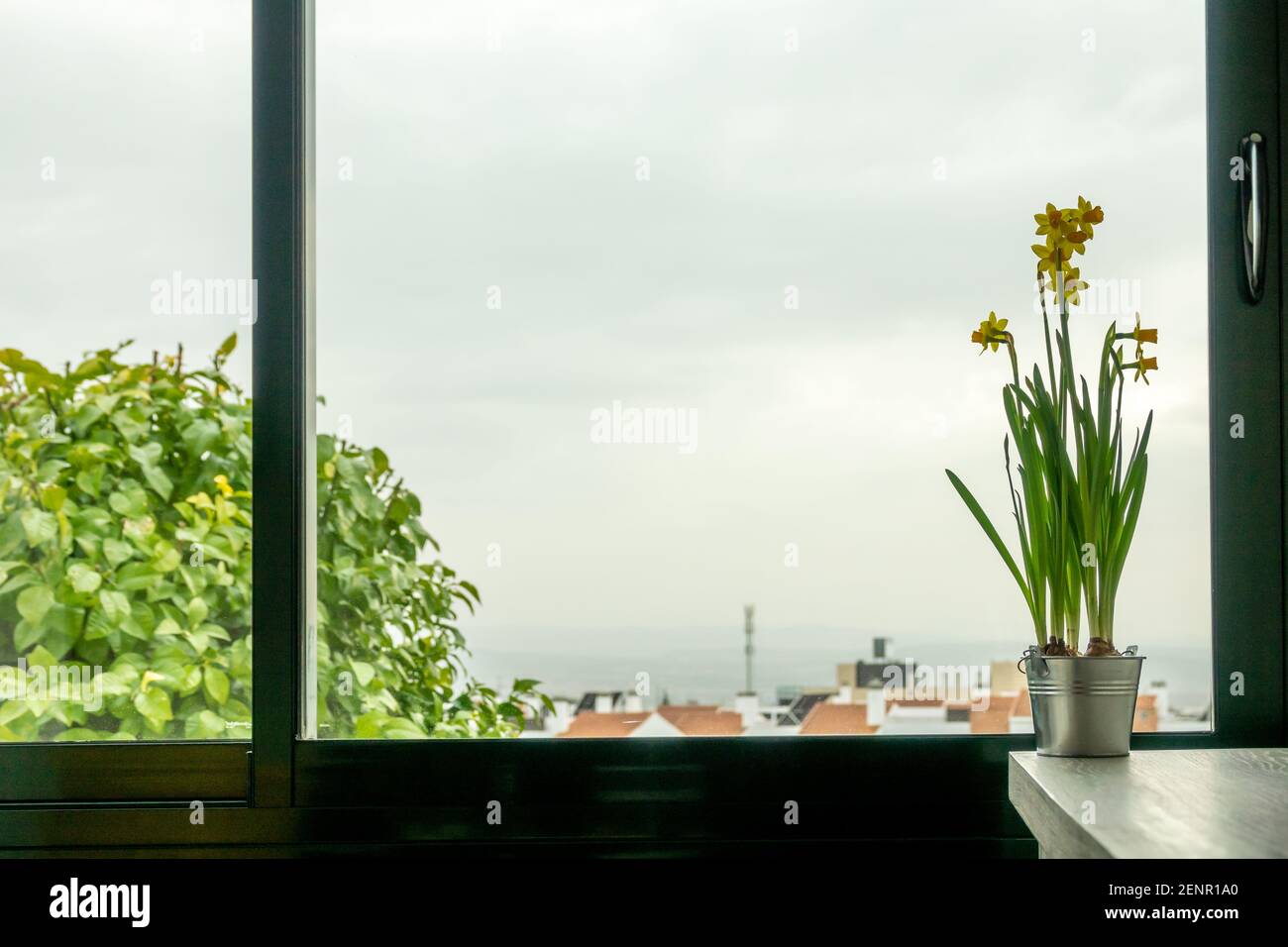 Interior decoration: Yellow daffodils (narcissus duke of rothesay) in an aluminum pot next to a window Stock Photo