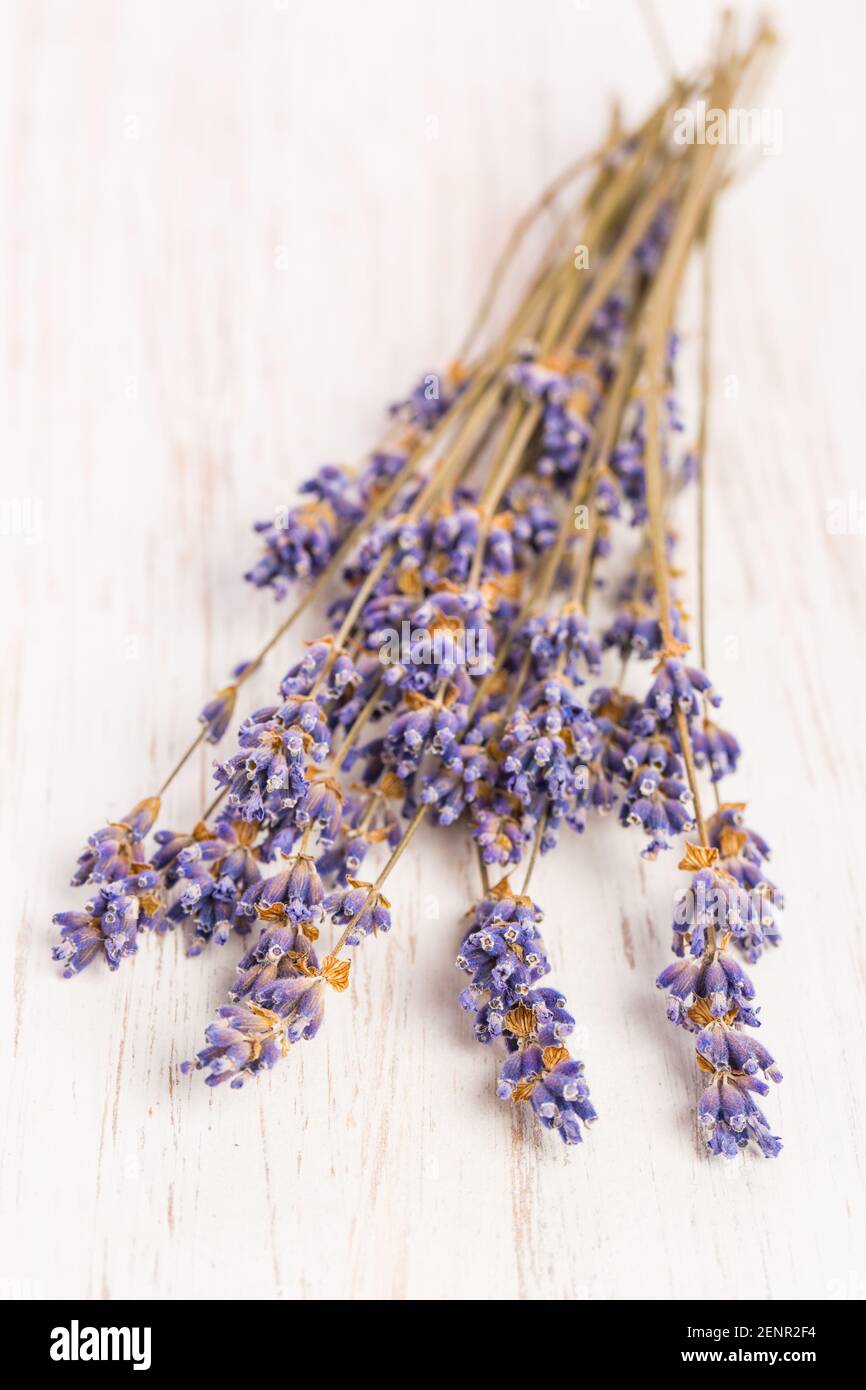 dried lavender (Lavandula angustifolia) on white background Stock Photo