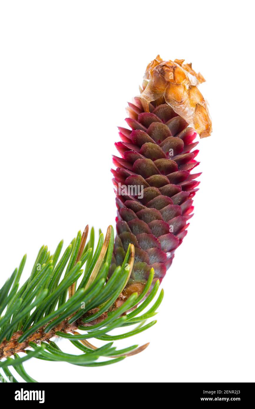 spruce (picea)  single young red cone isolated on white background Stock Photo
