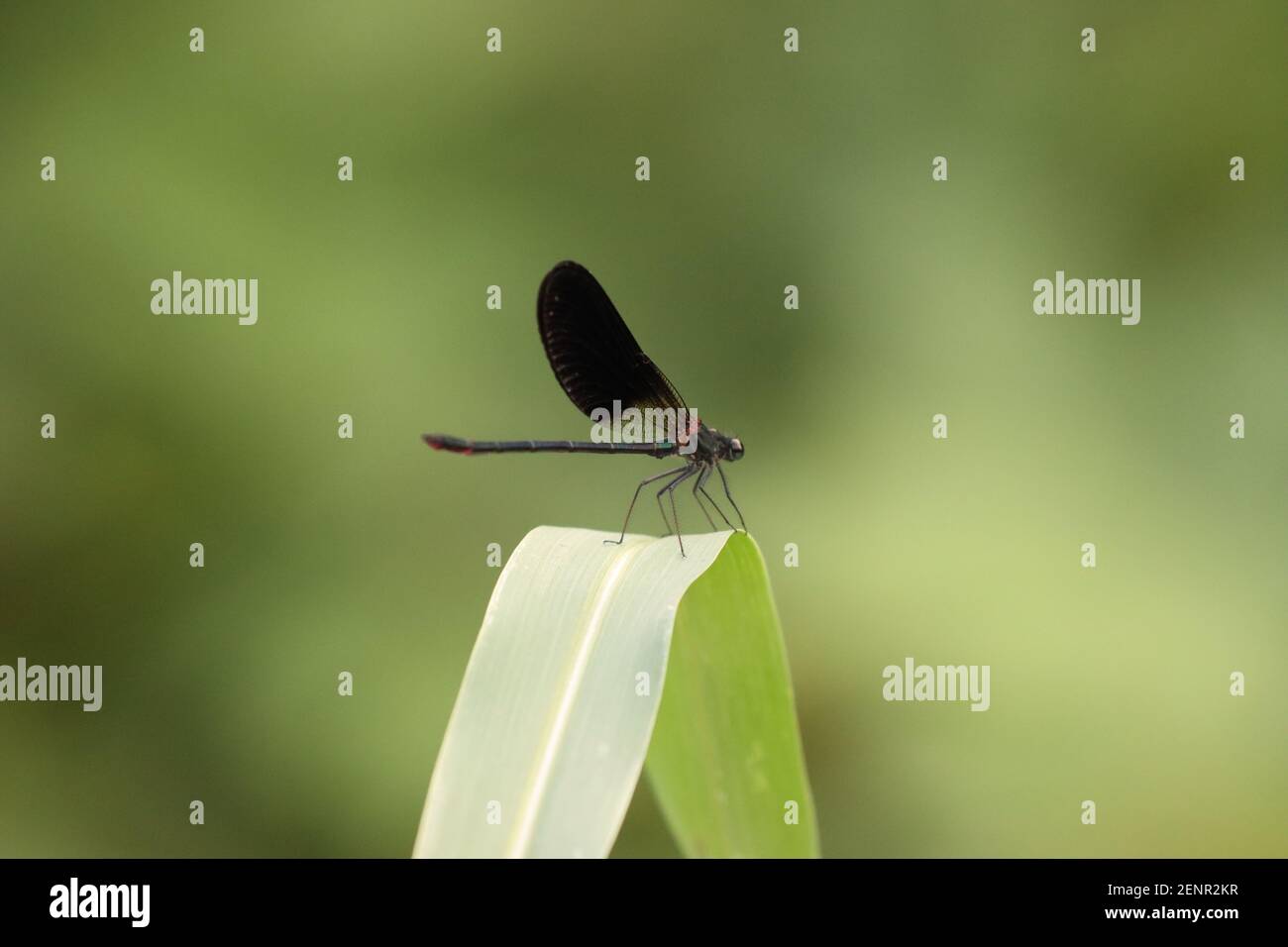 Back Dragonfly Stock Photo