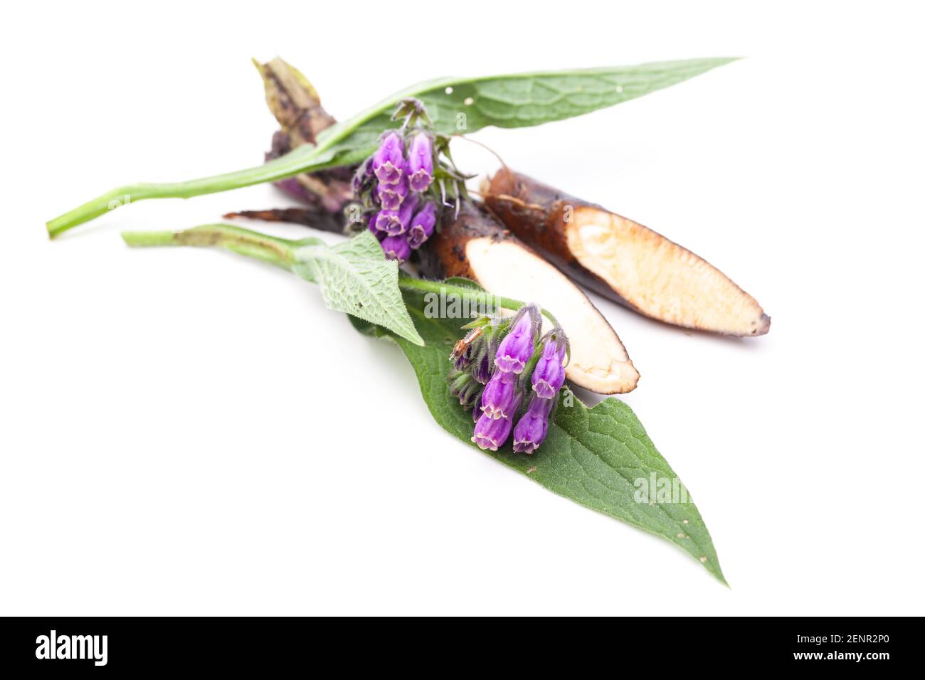 Comfrey (Symphytum officinale L.) flower and root Stock Photo