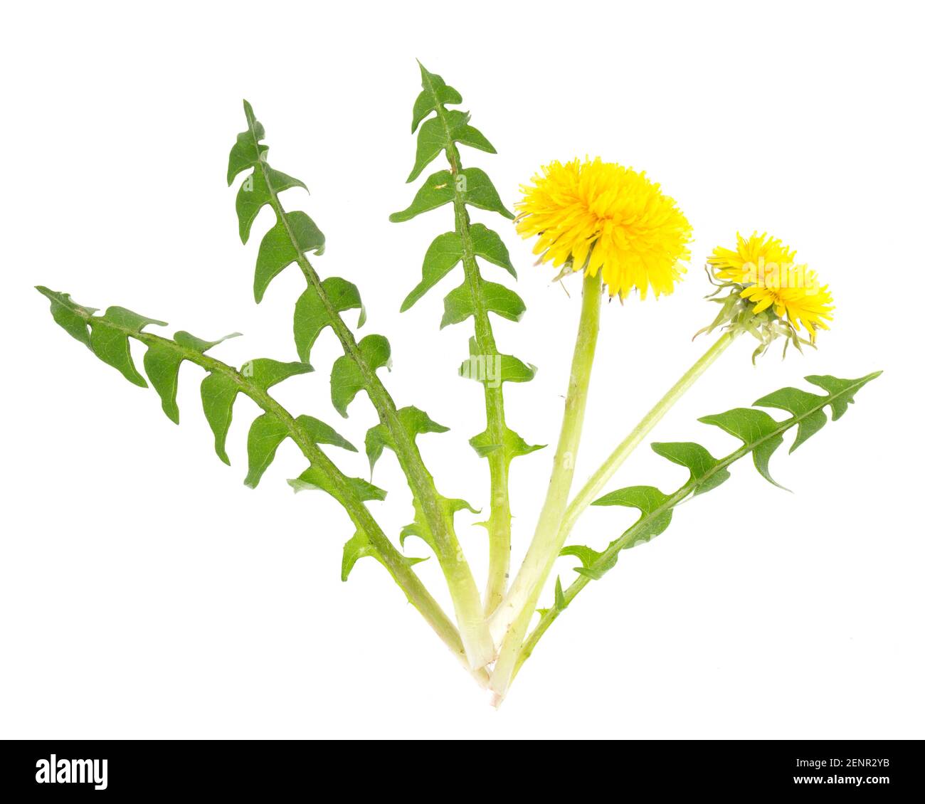 dandelion-taraxacum-officinale-leaves-and-flowers-for-salad-stock