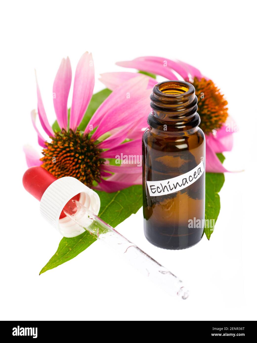 medical plants: Coneflower (Echinacea purpurea) vials with tincture Stock Photo