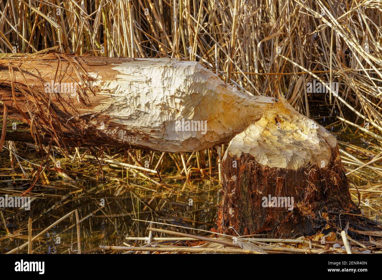 Closeup view photography of broken tree trunk fallen on ground of riverside near water after been cutted by teeth of beaver. Animals teeth marks on su Stock Photo