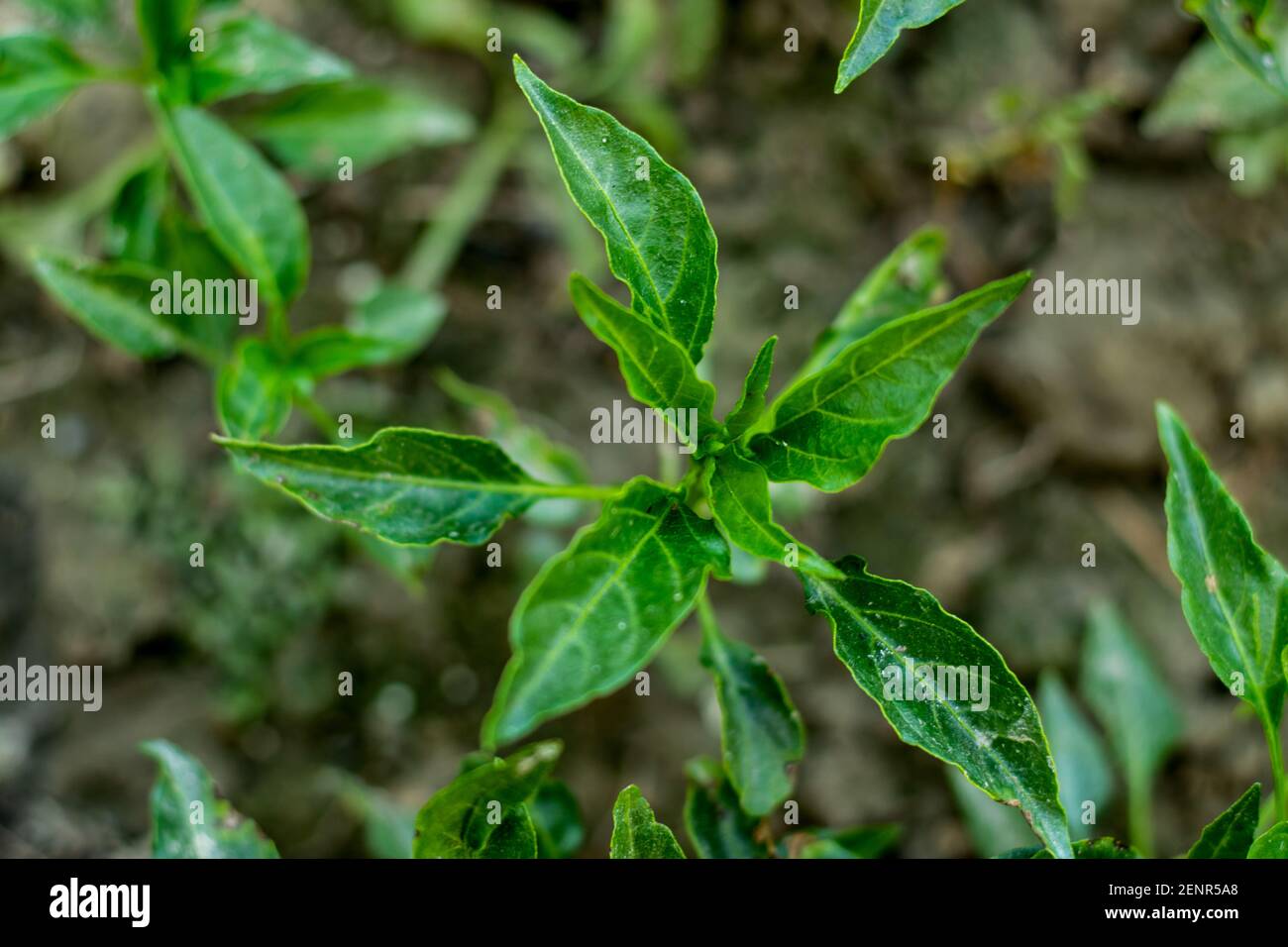 Paprika plant leaf hires stock photography and images Alamy