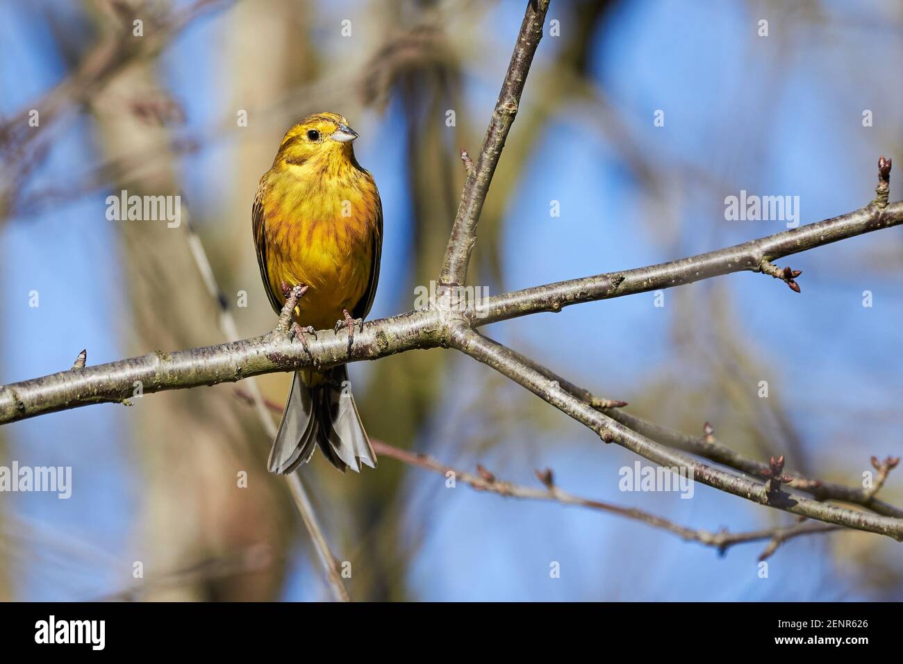 Yellowhammer (Emberiza citrinella) Beautiful bird sitting on a branch, close-up Stock Photo